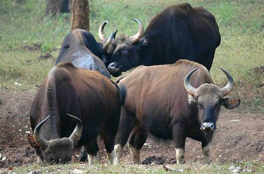 Talakaveri Wildlife Sanctuary, Kodagu, Karnataka - Vushii.com